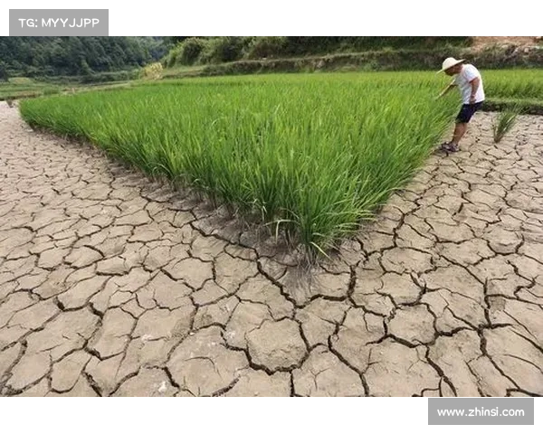 如何选择适宜高地红石榴种植的最佳土壤和气候环境 如何选择适宜高地红石榴种植的最佳土壤和气候环境